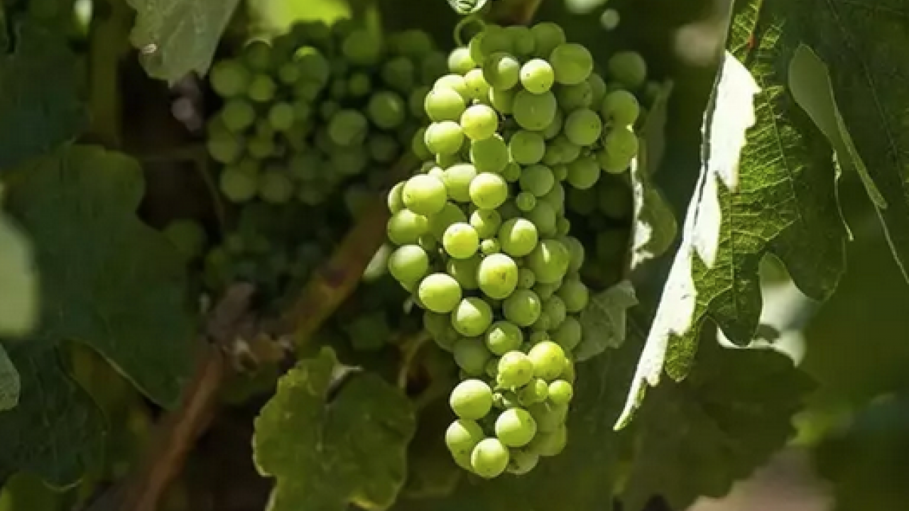 Foto - Her gün avuç avuç yiyin! B6 vitamini, potasyum, bakır, manganez ne ararsan onda! Doğal resveratrol