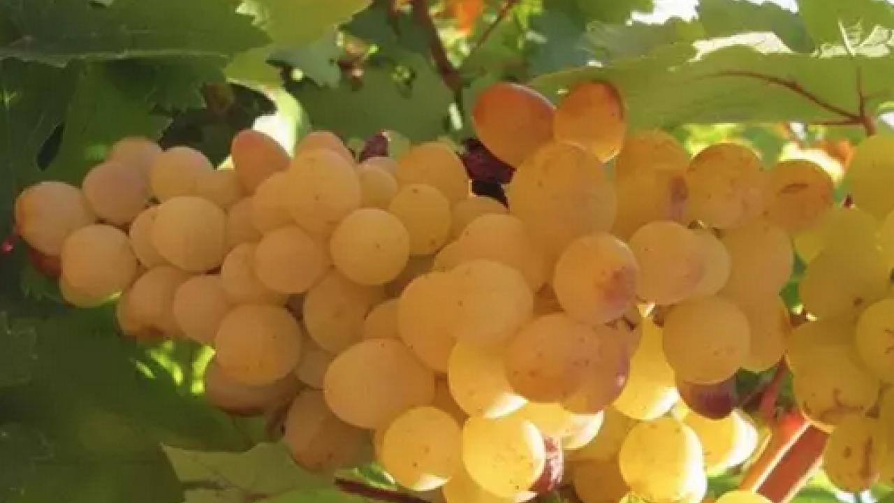 Foto - Her gün avuç avuç yiyin! B6 vitamini, potasyum, bakır, manganez ne ararsan onda! Doğal resveratrol