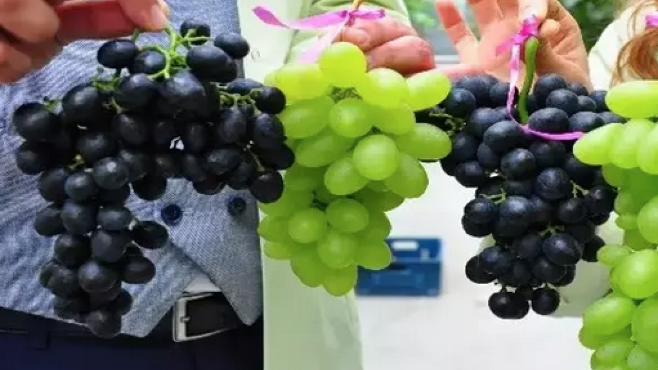 Foto - Her gün avuç avuç yiyin! B6 vitamini, potasyum, bakır, manganez ne ararsan onda! Doğal resveratrol