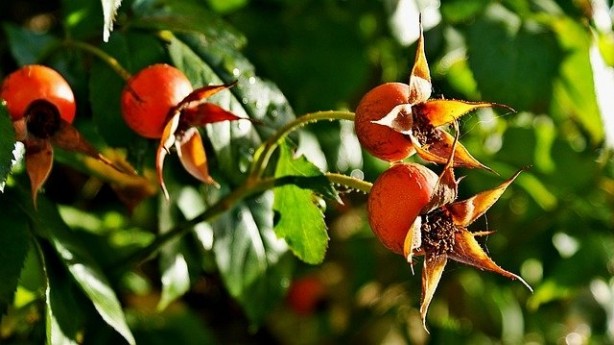 Foto - Her gün bir bardak içen doktor yüzü görmüyor!