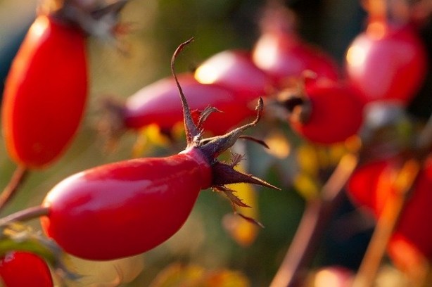 Foto - Her gün bir bardak içen doktor yüzü görmüyor!
