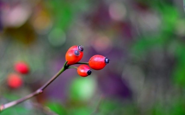 Foto - Her gün bir bardak içen doktor yüzü görmüyor!