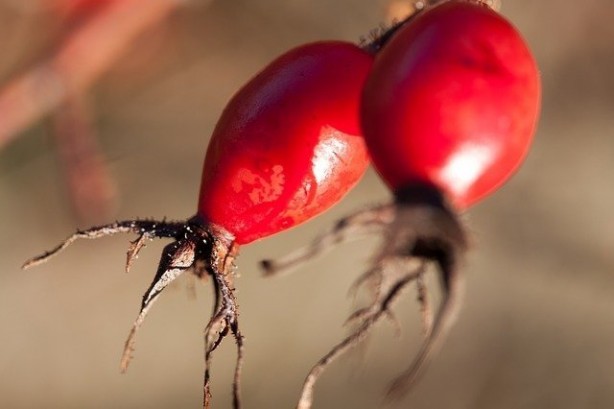 Foto - Her gün bir bardak içen doktor yüzü görmüyor!