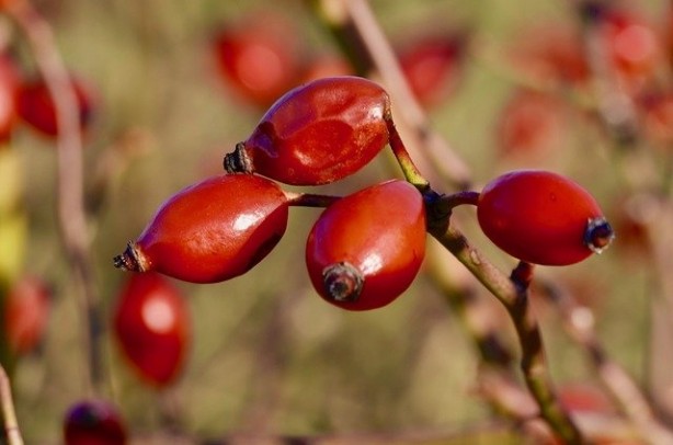 Foto - Her gün bir bardak içen doktor yüzü görmüyor!