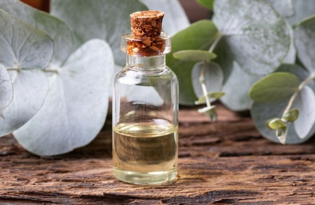 Foto - Her gün bu bitkiyi koklayanların beyni Einstein'la yarışıyor! Bilim insanları resmen duyurdu