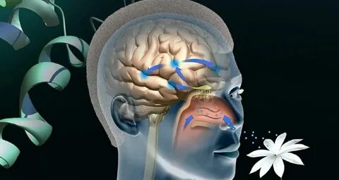 Foto - Her gün bu bitkiyi koklayanların beyni Einstein'la yarışıyor! Bilim insanları resmen duyurdu