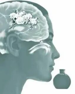 Foto - Her gün bu bitkiyi koklayanların beyni Einstein'la yarışıyor! Bilim insanları resmen duyurdu