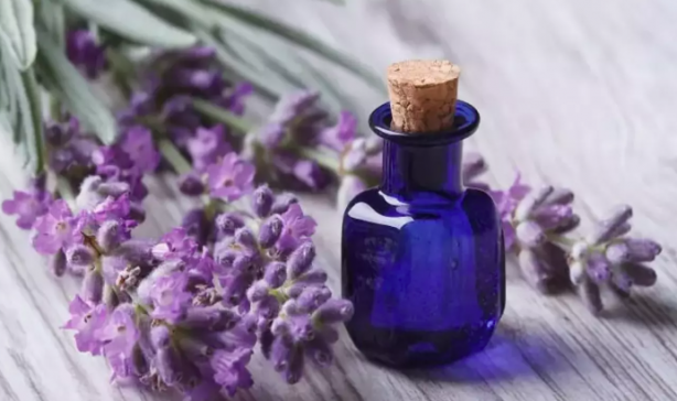 Foto - Her gün bu bitkiyi koklayanların beyni Einstein'la yarışıyor! Bilim insanları resmen duyurdu