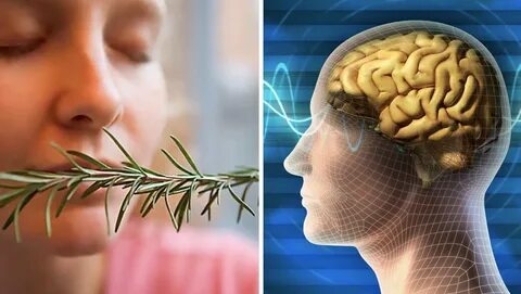 Foto - Her gün bu bitkiyi koklayanların beyni Einstein'la yarışıyor! Bilim insanları resmen duyurdu