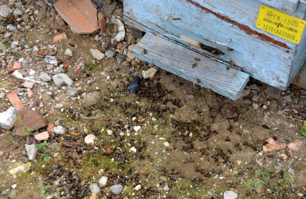 Foto - Her gün on binlercesi ölüyor! 'Böyle giderse hiç kalmayacak'