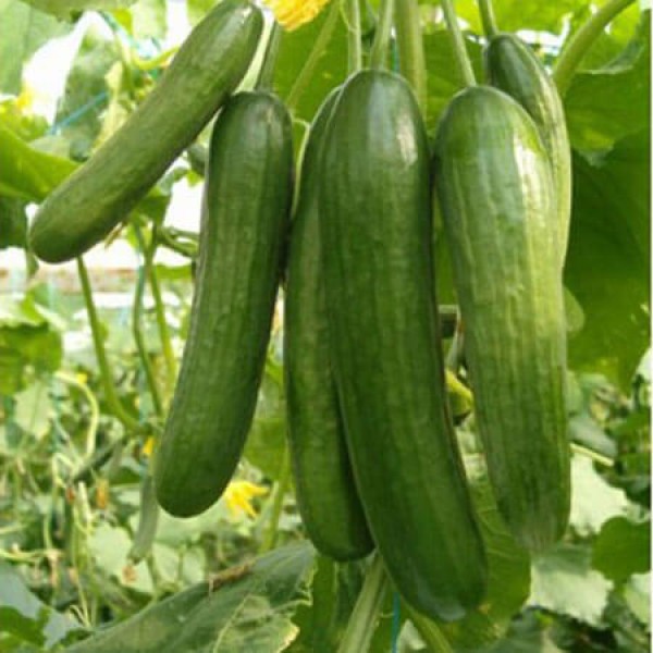 Foto - Her gün salatalık yemek için 10 sebep! Kanser ve diyabete karşı koruyor