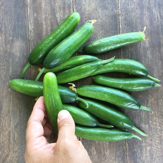 Foto - Her gün salatalık yemek için 10 sebep! Kanser ve diyabete karşı koruyor