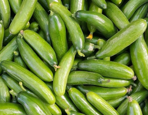 Foto - Her gün salatalık yemek için 10 sebep! Kanser ve diyabete karşı koruyor