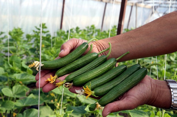 Foto - Her gün salatalık yemek için 10 sebep! Kanser ve diyabete karşı koruyor