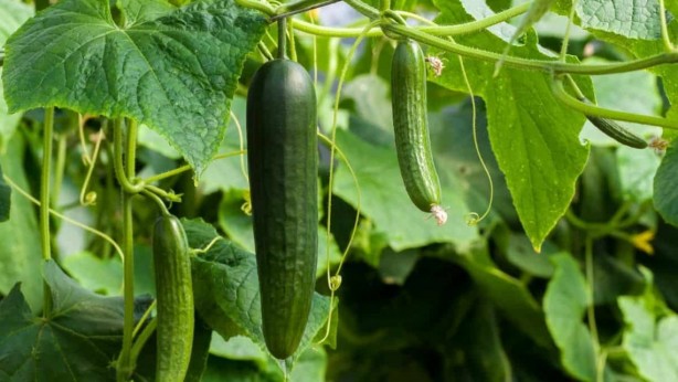 Foto - Her gün salatalık yemek için 10 sebep! Kanser ve diyabete karşı koruyor