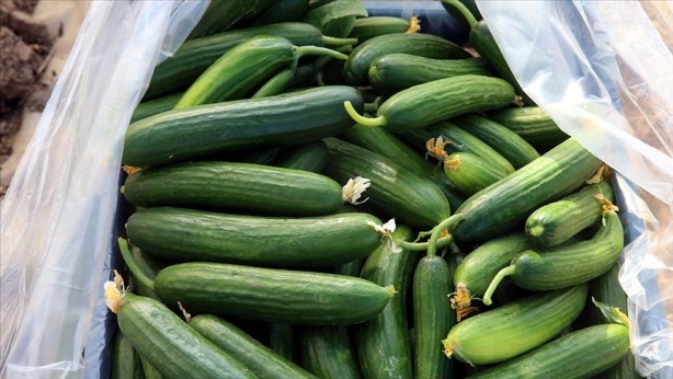 Foto - Her gün salatalık yemek için 10 sebep! Kanser ve diyabete karşı koruyor