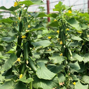 Foto - Her gün salatalık yemek için 10 sebep! Kanser ve diyabete karşı koruyor