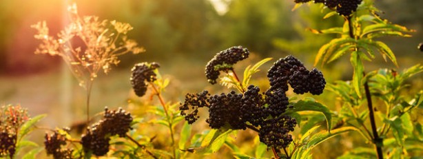 Foto - Her gün tüketirseniz bu besinler zehirliyor! Elma da mı? Evet elma da...