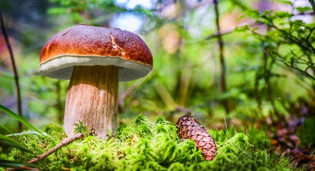 Foto - Her gün tüketirseniz bu besinler zehirliyor! Elma da mı? Evet elma da...