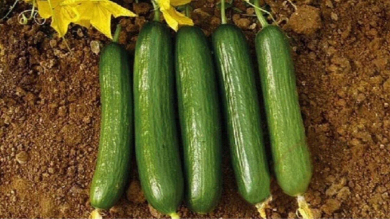 Foto - Her gün tükettiğiniz salatalık sinsi bir tehlikeye dönüşüyor!