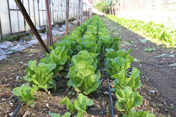 Foto - Her karışı değerli! Bereketli bu topraklarda 12 ay boyunca üretim yapılıyor