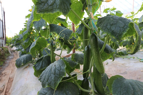 Foto - Her karışı değerli! Bereketli bu topraklarda 12 ay boyunca üretim yapılıyor