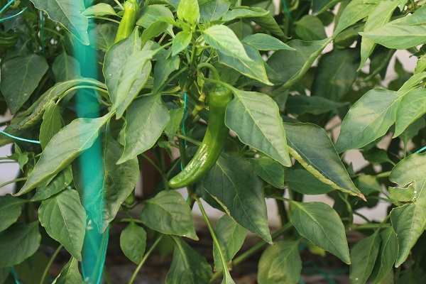 Foto - Her karışı değerli! Bereketli bu topraklarda 12 ay boyunca üretim yapılıyor