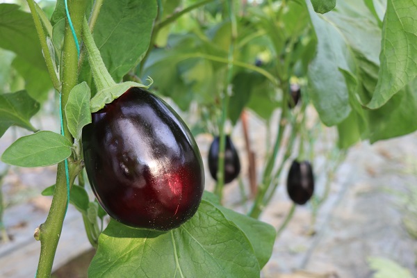 Foto - Her karışı değerli! Bereketli bu topraklarda 12 ay boyunca üretim yapılıyor