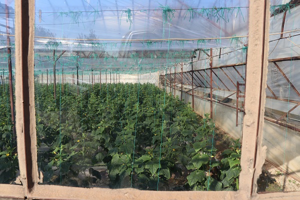 Foto - Her karışı değerli! Bereketli bu topraklarda 12 ay boyunca üretim yapılıyor