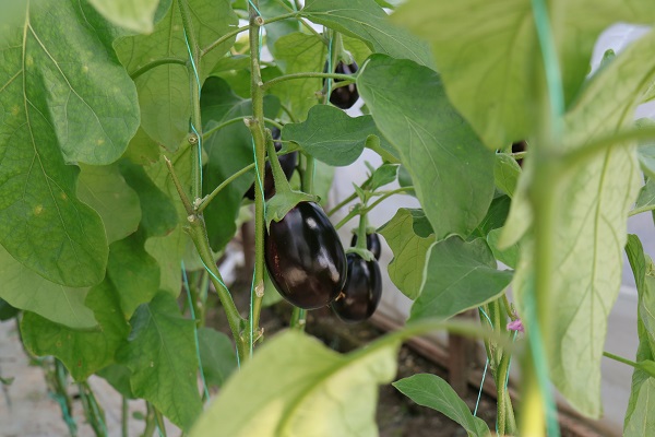 Foto - Her karışı değerli! Bereketli bu topraklarda 12 ay boyunca üretim yapılıyor