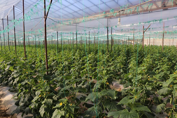 Foto - Her karışı değerli! Bereketli bu topraklarda 12 ay boyunca üretim yapılıyor