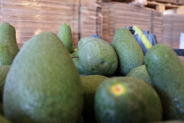 Foto - Her karışı değerli! Bereketli bu topraklarda 12 ay boyunca üretim yapılıyor