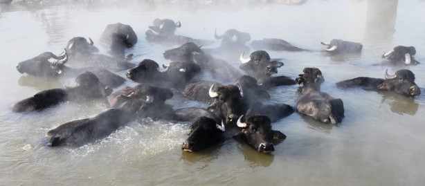 Her kış akın akın insan geliyor! Bu kareler herkesi şaşırtıyor