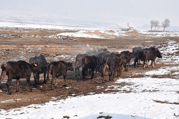 Foto - Her kış akın akın insan geliyor! Bu kareler herkesi şaşırtıyor