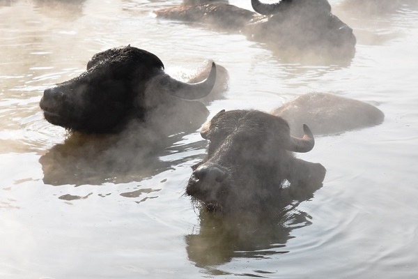 Foto - Her kış akın akın insan geliyor! Bu kareler herkesi şaşırtıyor