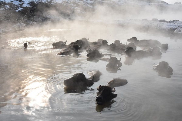 Foto - Her kış akın akın insan geliyor! Bu kareler herkesi şaşırtıyor