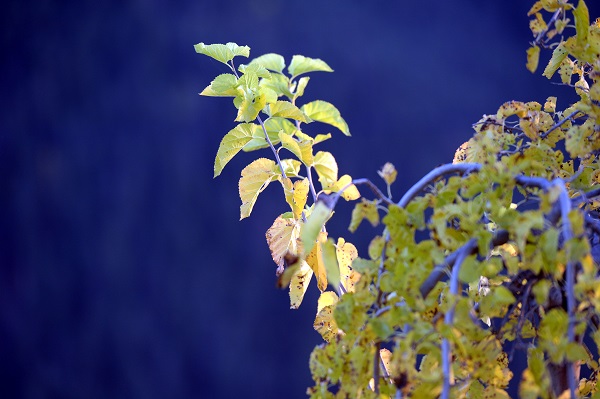 Foto - Her mevsim ayrı güzel! Kartpostallık görüntü hayran bıraktı
