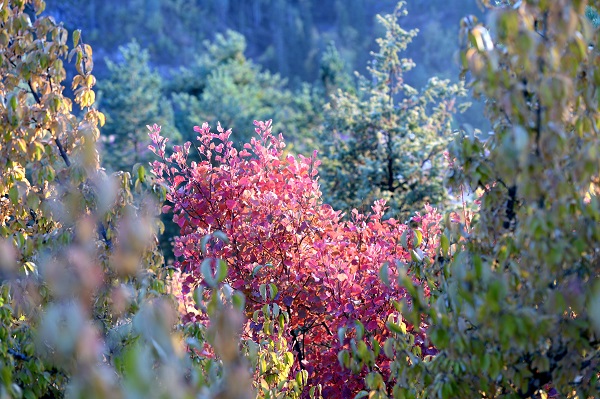 Foto - Her mevsim ayrı güzel! Kartpostallık görüntü hayran bıraktı