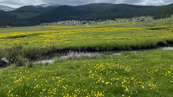 Foto - Her mevsim ayrı güzel: Sarıalan