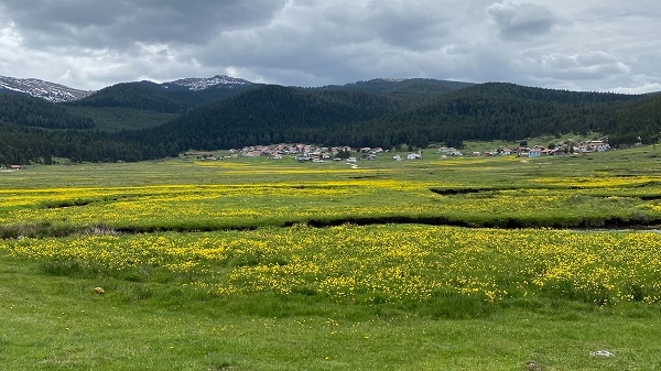 Foto - Her mevsim ayrı güzel: Sarıalan