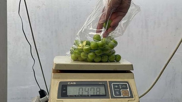 Foto - Her sene aynı olay! İlk hasat, altınla yarışıyor