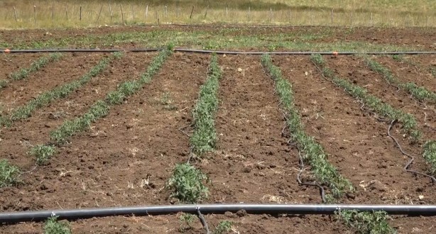 Foto - Her şey terörün bitmesiyle başladı... PKK’nın temi̇zlenmesi̇ sonrası bir ilk!