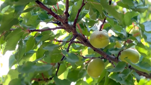 Her şey üst üste geldi! Kayısı üreticisi kara kara düşünüyor