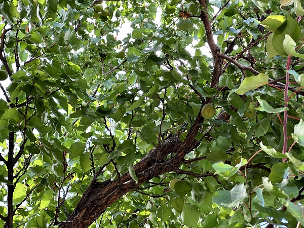 Foto - Her şey üst üste geldi! Kayısı üreticisi kara kara düşünüyor