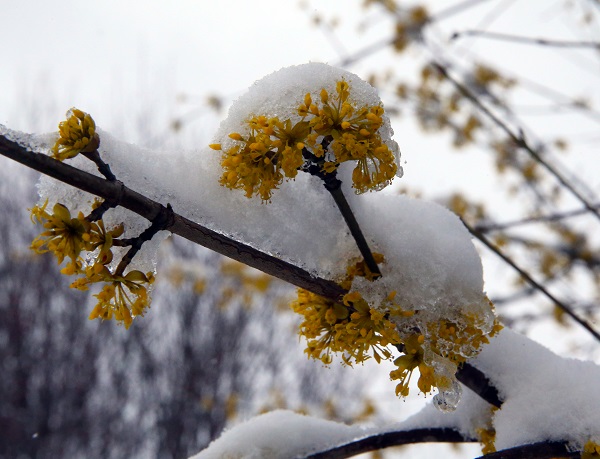 Foto - Her yer beyaza büründü! Kastamonu ormanları dron ile görüntülendi