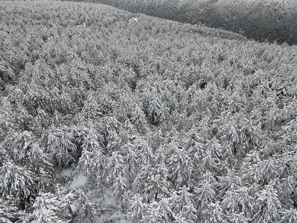 Foto - Her yer beyaza büründü! Kastamonu ormanları dron ile görüntülendi