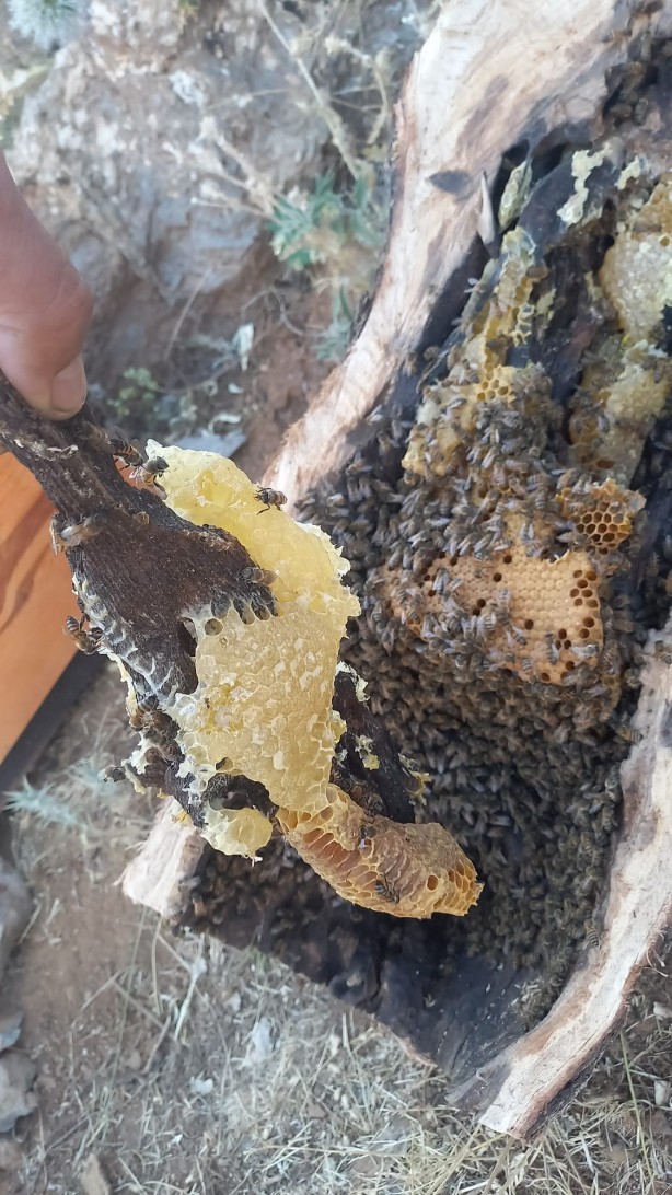 Her yerde bulamazsınız! Ağaç kovuğundan çıkıyor fiyatı cep yakıyor