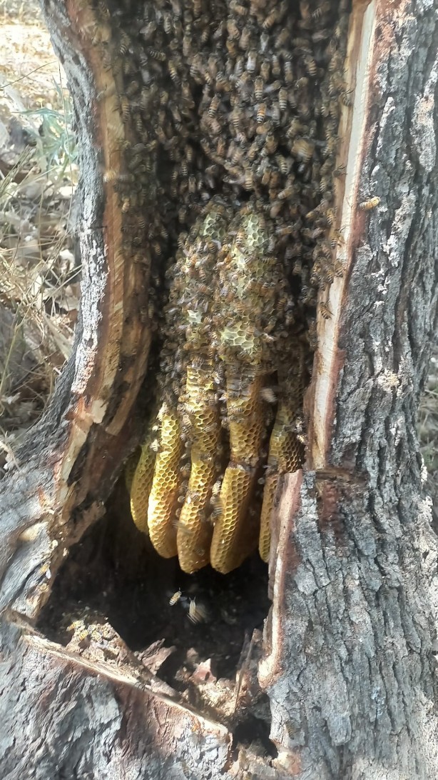 Foto - Her yerde bulamazsınız! Ağaç kovuğundan çıkıyor fiyatı cep yakıyor