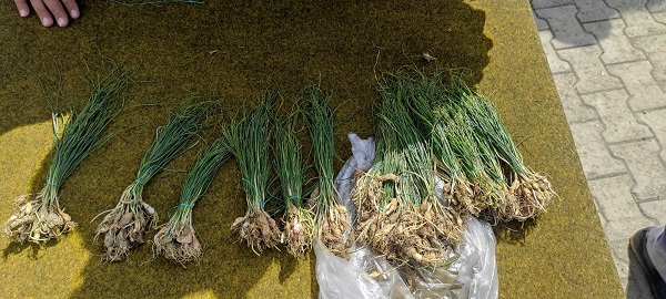 Her yerde bulunmuyor! Kilosu bin lira ama yok satıyor