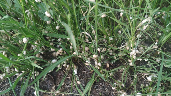 Foto - Her yerden çıkıyorlar! Vatandaşlar tedirgin